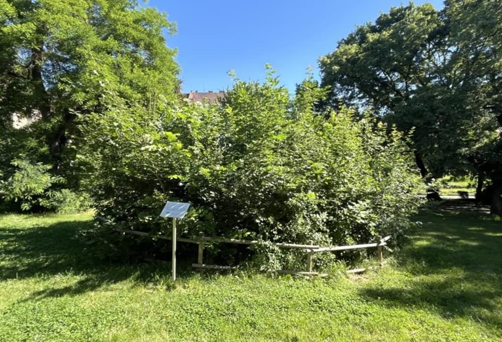 Mi az a Miyawaki erdő?